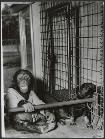 Chimpanzees and other primates at Melbourne Zoo, 1929–50