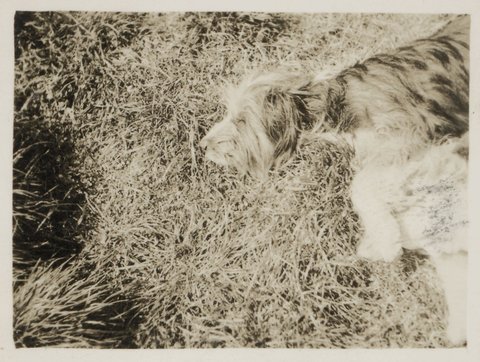 Self [Joy Hester] and 'Broth' [dog] Heidelberg '42, 1943