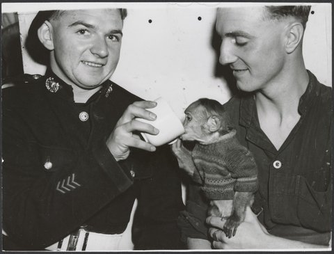Chimpanzees and other primates at Australian zoos, mainly Melbourne zoo, 1937–54