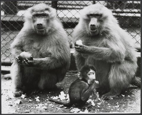 Chimpanzees and other primates at Australian zoos, mainly Melbourne zoo, 1937–54