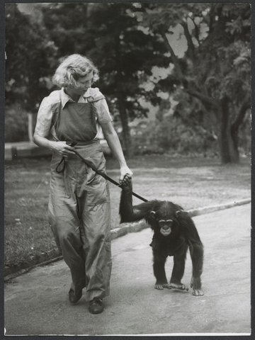 Chimpanzees and other primates at Australian zoos, mainly Melbourne zoo, 1937–54