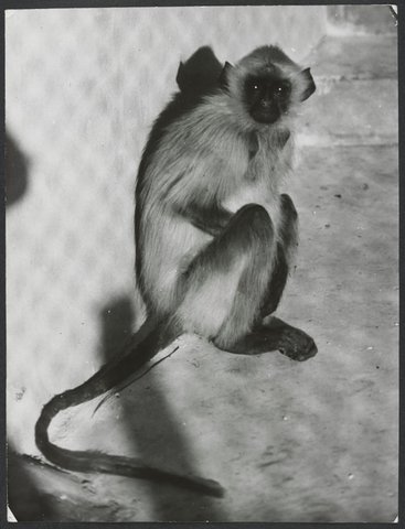 Chimpanzees and other primates at Australian zoos, mainly Melbourne zoo, 1937–54