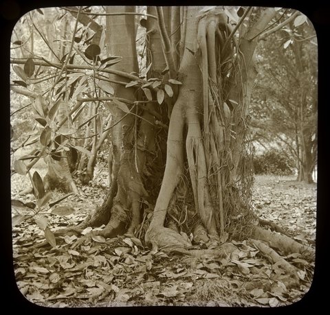 Moreton Bay Fig, Fitzroy Gardens, 1875–1938