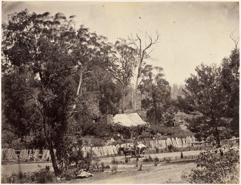 Dandenong State Forest - view on the road nr.[i.e. near] Fern-tree gully, c. 1860
