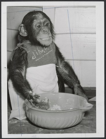 Chimpanzees and other primates at Australian zoos, mainly Melbourne zoo, 1937–54