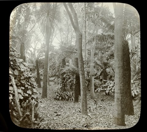 In the garden Govt. [i.e. Government] House, Melbourne, 1875–1938