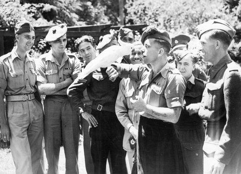Visit to the Dandenong Ranges by soldiers from British regiments stationed in Melbourne, hosted by Lord Mayor of Melbourne, Cr. Nettlefold, 1941–47