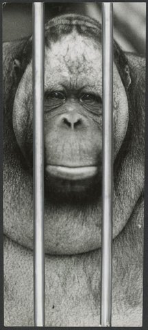 Chimpanzees and other primates at Australian zoos, mainly Melbourne zoo, 1937–54