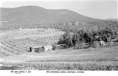 The Dandenong Ranges, Montrose, Victoria, 1920–54