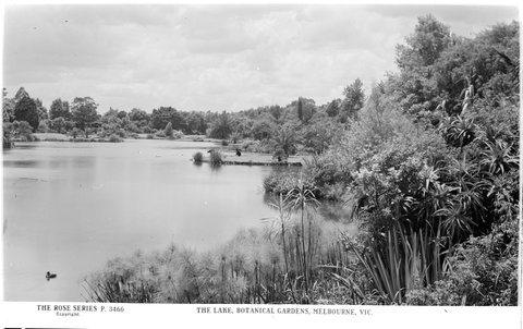 The Lake, Botanical Gardens, Melbourne, Vic, 1920–54